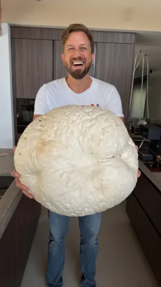 🍄 SCHNITZEL MIT DEM GRÖSSTEN PILZ DER WELT 🥹🙏🏻

Damit is’ ein Traum in Erfüllung gegangen! 1x wollt ich unbedingt einen Riesenbovist finden … hab ihn zwar nicht selbst gefunden, aber durfte ihn zumindest zubereiten. 🥹

Danke @gutbehuetetpilzmanufaktur für diesen Fund! 🫶🏼

Was schätzt ihr: Wie schwer war das Ding? 🍄‍🟫🤓 (Michaela - du darfst nicht mitspielen!!! 😂)
Dem oder der Ersten, die’s errät, schenk ich ein Kochbuch. Signiert, wennst willst. 😅

#motioncooking #schwammerlschnitzel #riesenbovist #schnitzel